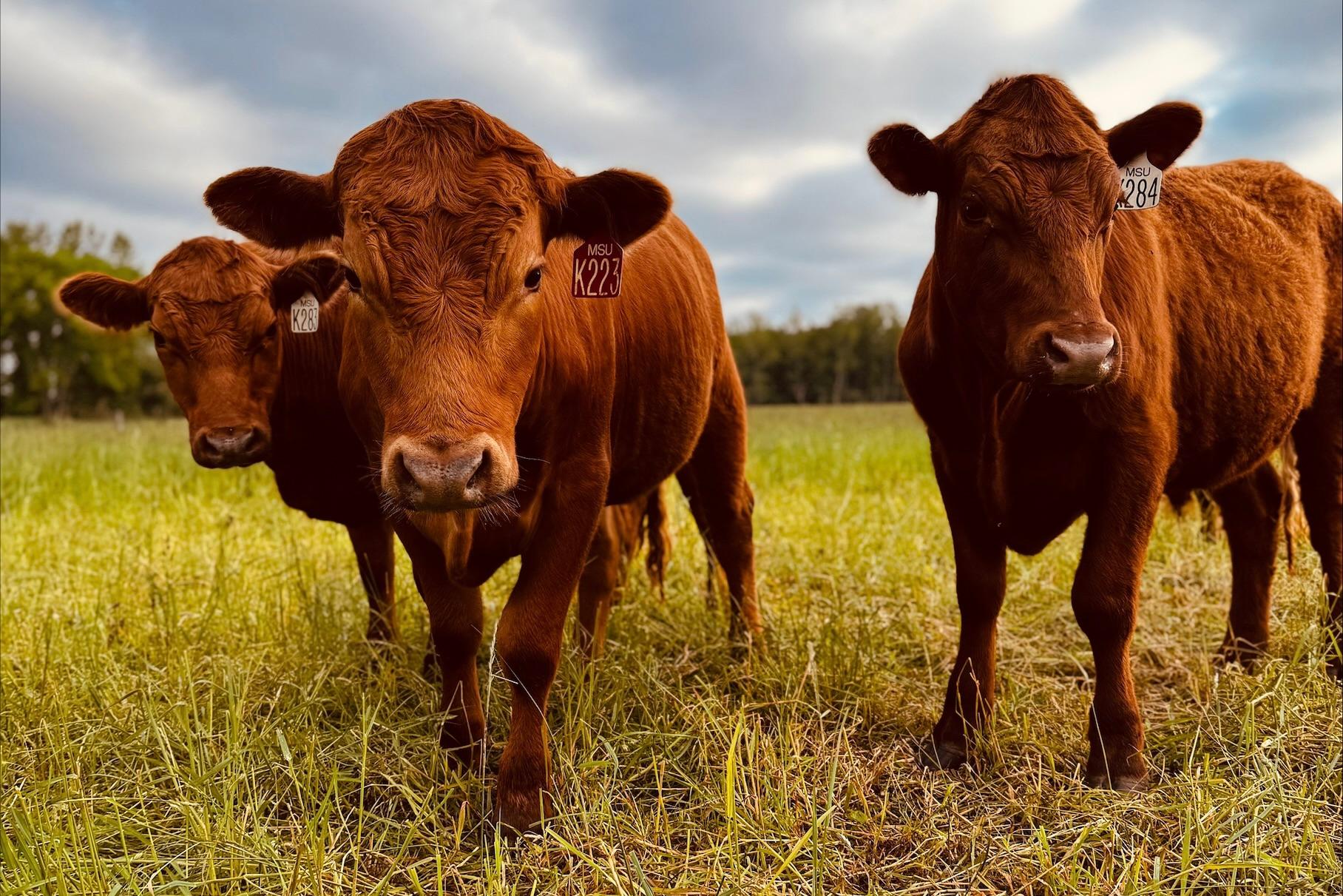 UPREC Beef Cattle.jpeg